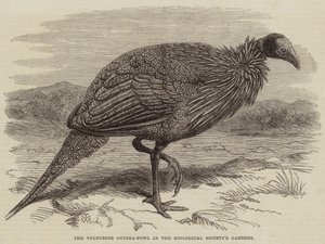 Grib-perlehønen i Zoologisk Selskabs haver